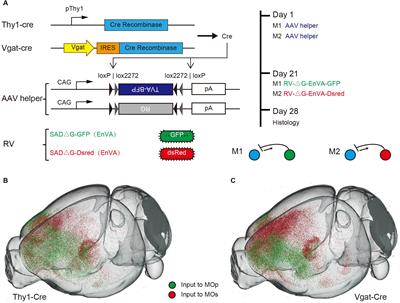 Whole Brain Mapping of Long-Range Direct Input to Glutamatergic and GABAergic Neurons in Motor Cortex